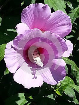 Violet Hibiscus Syriacus flowers