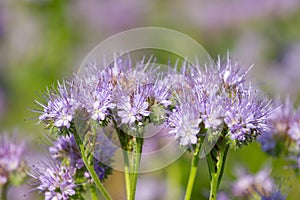 Violet  honey flowers phacelia blooms