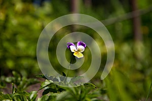 Violet horn in the spring garden