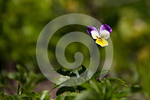 Violet horn in the spring garden