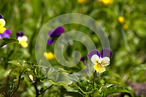 Violet horn in the spring garden