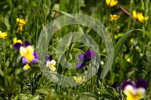 Violet horn in the spring garden