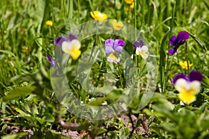 Violet horn in the spring garden