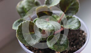 Violet Houseplant With Young Leaves In Transparent Flower Pot Detailed Stock Photo