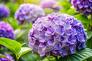 Violet Hydrangea Close-up Beautiful Garden Bloom