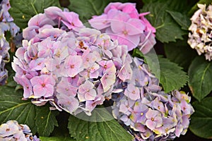 The Violet Hydrangea Flowers on the backyard
