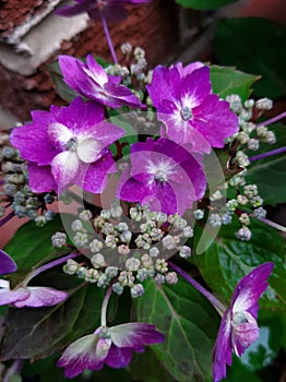 Violet  hydrangea flowers with blossom