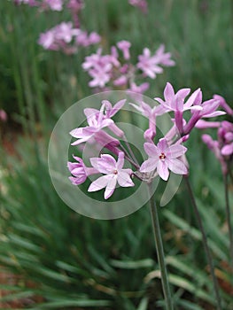 Violet inflorescence of Tulbaghia violacea