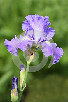 Violet iris