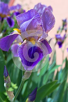 Violet iris on a background of greenery