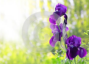 Violet Iris. Beautiful garden flower close up on green background.Beautiful purple iris flowers grow in the garden. Close-up of a