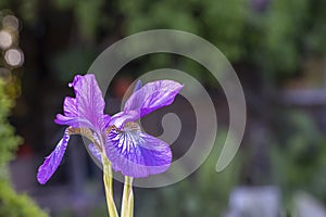 Violet Iris. Beautiful garden flower close up on green background.Beautiful purple iris flowers grow in the garden. Close-up of a