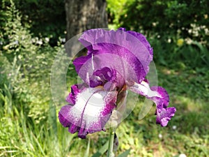 Violet iris close-up. Graceful flower in the garden