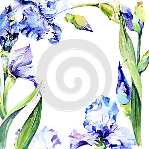 Violet iris floral botanical flowers. Watercolor background illustration set. Frame border ornament square.