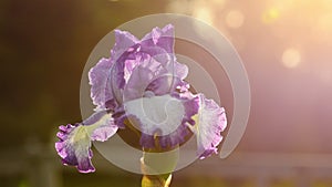 Violet iris flower in bloom