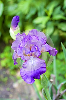 Violet iris flower closeup