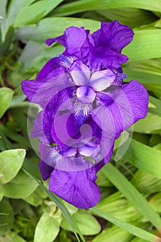Violet iris flower closeup