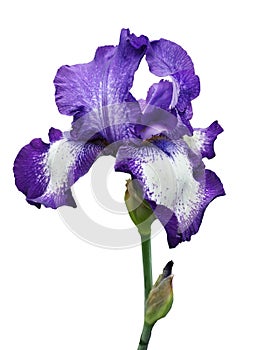 Violet iris flower isolated