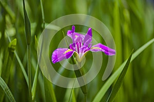 Violet Iris flower isolated on green