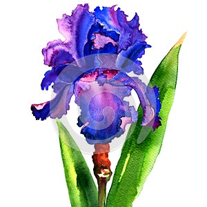 Violet iris flower isolated, watercolor illustration