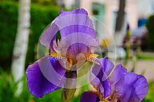 Violet iris flowers Closeup on blurredgreen garden blackground. Beautiful nature background photo