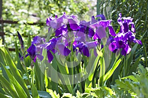 Violet iris flowers on flowerbed