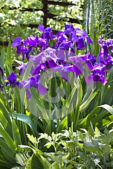 Violet iris flowers on flowerbed