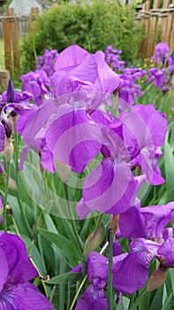 Violet Iris flowers in full bloom