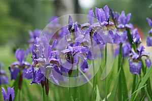 Violet iris flowers in park