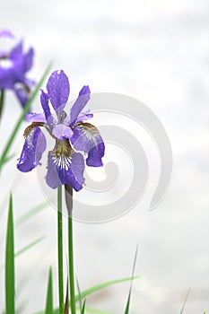 Violet iris flowers in park