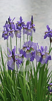 Violet iris flowers in park