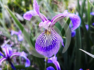 Violet iris