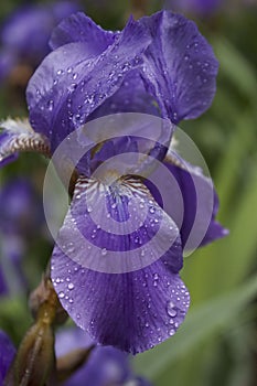 Violet Iris after rain