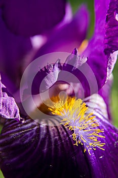 Violet Iris in the Springtime