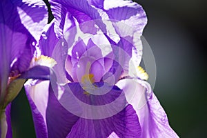 Violet Iris