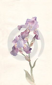 Violet iris watercolor painting