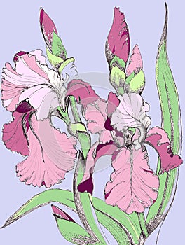 Violet Irises. Handiwork Illustration. Floral Image.