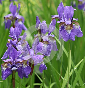 Violet irises in park