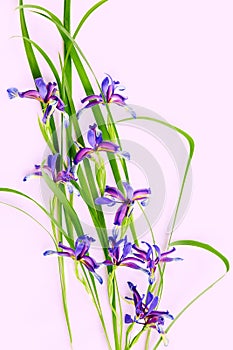 Violet irises on pink background