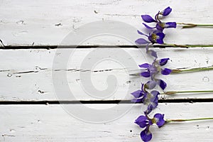 Violet Irises on white wooden background