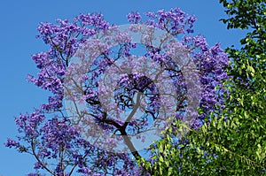 Violet Jacaranda tree