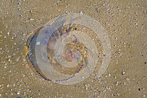 Violet jellyfish closeup on the beach in sunlight. Top view.Seaworld. Marine animals.