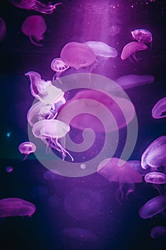 Violet jellyfishes in aquarium