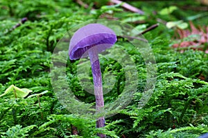 violet Laccaria amethystina fungi mushroom in the moss