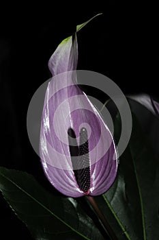 Violet laceleaf anthurium flower
