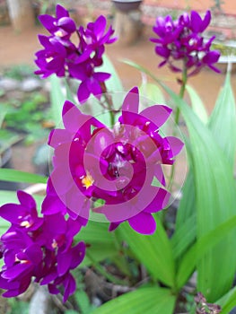 Púrpura lavanda flor en manana 