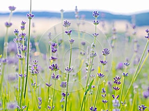 Violet lavender field blooming in summer sunlight. Sea of Lilac Flowers landscape in Provence, France. Bunch of scented flowers of