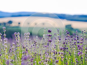 Violet lavender field blooming in summer sunlight. Sea of Lilac Flowers landscape in Provence, France. Bunch of scented flowers of