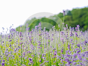 Violet lavender field blooming in summer sunlight. Sea of Lilac Flowers landscape in Provence, France. Bunch of scented flowers of