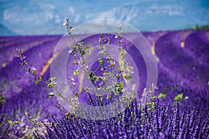 Violet lavender field with plant detail in the foreground and fields and mountain in the background